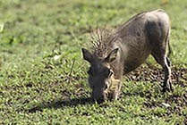 Young Warthog Okavango